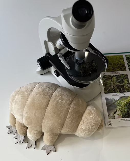 Microscope with moss sample, field guide and a plush tardigrade